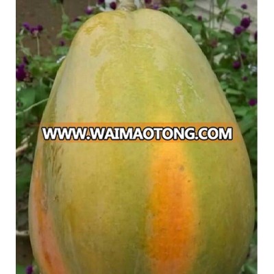 Vietnamese Fresh Papaya, yellow flesh