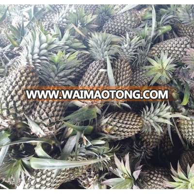 whole fresh pineapple Queen variety, Vietnam origin