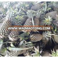 whole fresh pineapple Queen variety, Vietnam origin