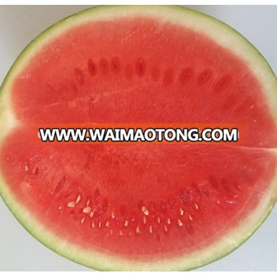 Fresh Watermelon Vietnam origin