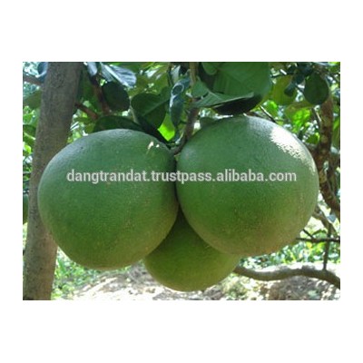 Grapefruit Vietnam origin