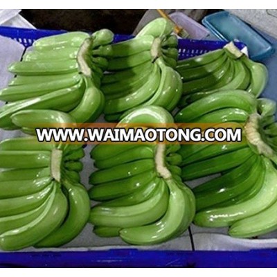 Fresh Green Cavendis Banana Vietnam origin