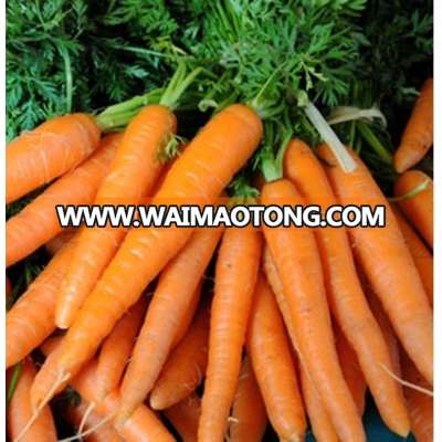 Fresh Carrot Vietnam origin grade AAA