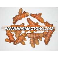 whole fresh turmeric autumn crop 2016