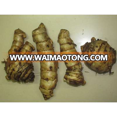 curcuma aromatica