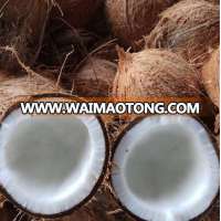 Pollachi King Size Coconut for Sale